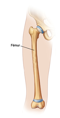 femur